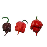 150 Sem Carolina Red carolina Reaper Chocolate Trinidade