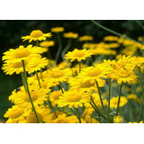 1500 Sementes De Camomila Amarela - Golden P/ Mudas - Flor 