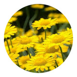 1500 Sementes De Camomila Amarela / Golden Para Mudas, Flor