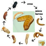 1500 Larvas De Tenebrio Molitor   Brinde