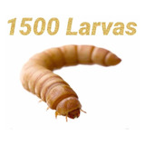 1500 Larvas Vivas De Tenébrio Molitor