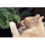 1600 Sementes Erva Dos Gatos Nepeta Cataria Catnip