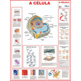 17 Mapas Do Corpo Humano 120x90cm A Sua Escolha Frete Único