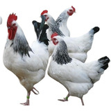 Raças!