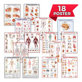 18 Mapa Anatomia Corpo Humano Sistema Muscular Escolha 