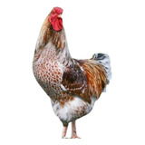 18 Ovos Ferteis Galinha Mil Cores Gigante Caipira