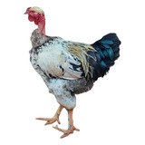 18 Ovos Galados Polaco Gigante Índio Gigante Gsb Grátis 