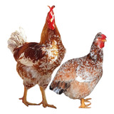18 Ovos Galinha Balão Gigante