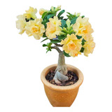 18 Sementes Rosa Do Deserto Kit Amarelas variadas Adenium