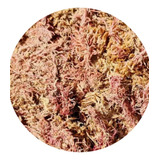 Kokedama