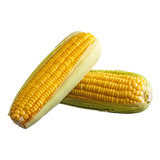 1kg Sementes De Milho Cativerde Ideal Para Milho Verde