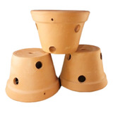 cacto
