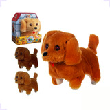 Cachorro