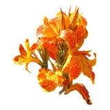 2 - Und - Canna Indica (bulbos) Cod. Produção Sbf - Lm016