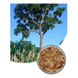 2 500 Sementes De Cedro Rosa Arvores Nativas Reflorestamento