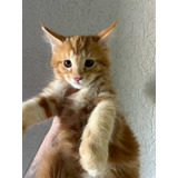 2 Maine Coon - Promoção Aquisição De 2 Filhotes