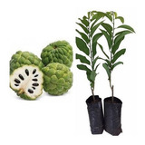 Plantio