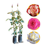 Florir