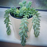 2 Mudas De Suculenta Sedum Morganianum Rabo De Burro