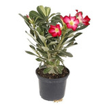 Adenium