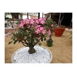 2 Mudas Rosa Do Deserto Com 20 Cm Adenium
