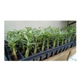 Adenium