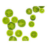 Artemia