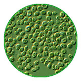 Artemia