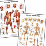 2 Poster Anatomia 65cmx100cm Sistema Muscular