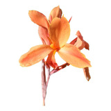 2 Und - Canna Indica (bulbos) Cod. Produção - Sbf - G031