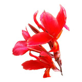 2 Und - Canna Indica (bulbos) Cod. Produção - Sbf - G045