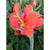 2 Und. Canna Indica (bulbos) Cod. Produção S.b.f. G 036 G035