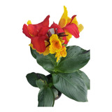 2 Und. Canna-indica (bulbos) Cód. De Produção - S.b.f. Lm011