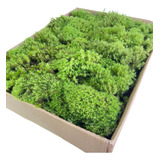 Kokedama