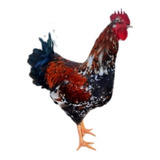 2 Duzia Ovos Galinha Balão Gigante