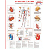 2 Mapas Do Corpo Humano 120 X 90 Cm A Sua Escolha 