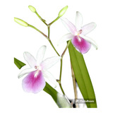 2 Muda De Orquídea Miltonia Regnellii