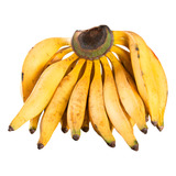 2 Mudas De Banana Terra Maranhão Gigante Embrapa