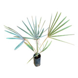 2 Mudas De Palmeira Azul Bismark Rasgando Folhas 80cm A 1mt