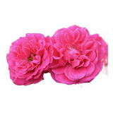 2 Mudas De Rosa Trepadeira Cor Rosa