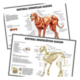 2 Posteres 30x45cm Musculos   Esqueleto Cães P  Veterinária Estudos Medicina Vet Cachorro Sistema Esquelético Muscular