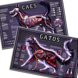 2 Posteres Pet Vet 30x45cm Anatomia Órgãos Internos Fisiologia Cachorro Gato Plastificados Decorar Quarto Clínica Pet Shop Estudos Anatomia Veterinária