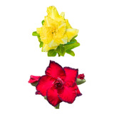 2 Rosas Do Deserto Flores Idênticas Ao Anuncio Garantia