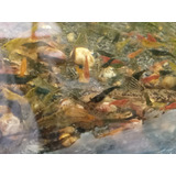 20 Camarão Neocaridina Cores Mistas Grade Baixa Filhotes 