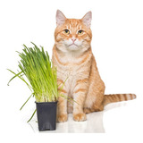 20 Mil Sementes Da Grama Dos Gatos Verdadeira Cat Grass