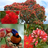 20 Sementes Eucalipto De Flores Vermelhas Ficifolia - Raro