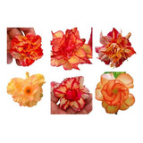 20 Sementes Ornamentais Rosa Deserto Mix Flor Ml 44 Laranja 