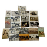 Cavalos