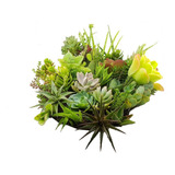 20 Mudas De Suculentas Mini Cactos Plantas Variadas Pequenas