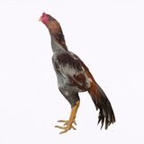 Grátis